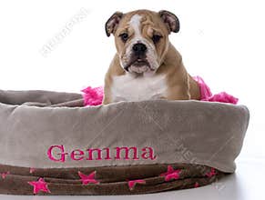bulldog sitting in dog bed