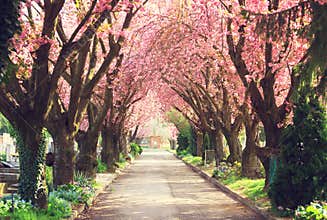 Blooming trees in spring
