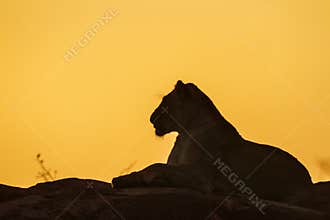African lion in Kruger National park, South Africa