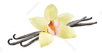 Vanilla bean flower horizontal isolated on white background