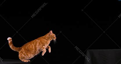 Red tabby domestic cat, adult leaping against black background,