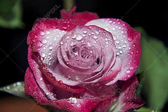 Beautiful rose