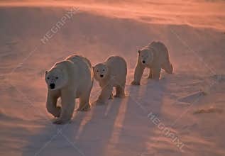 Polar bears in Canadian Arctic