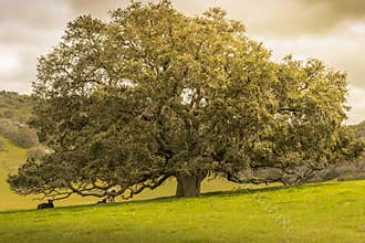 Oak Tree