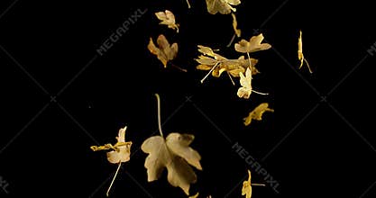 Autumn Leaves falling against Black Background,