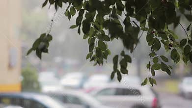 Rain pours down on branches of a tree. Blurred cars on the background. With sound.