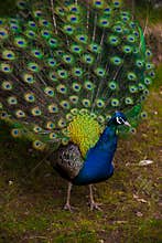 Peacock showing feathers