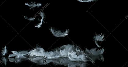 White feathers falling against black background