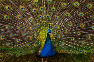 Peacock plumage