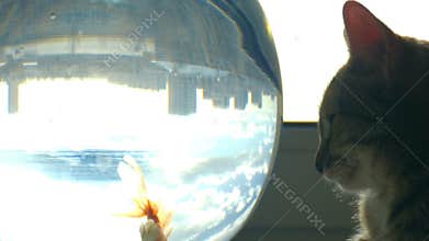 Home cat and a gold fish