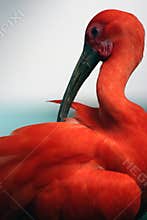 Red Ibis