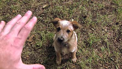 Puppy Getting Treat After Sitting