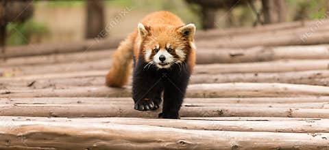 Ailurus fulgens