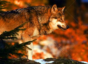 Wolf sunrise