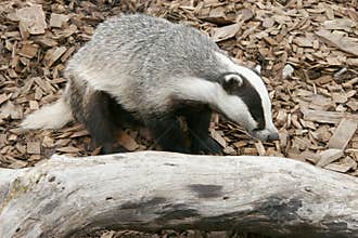 Badger in the forest
