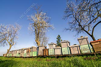 Apiary in orchard on sunny spring day
