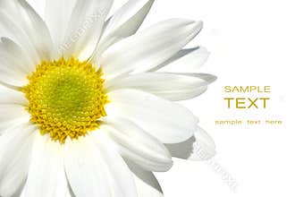 White shasta daisy on white