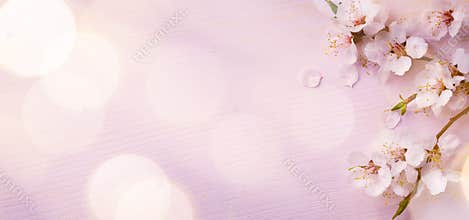 Art Spring border background with pink blossom