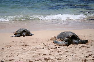 Sea Turtles