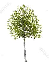 Birch tree isolated