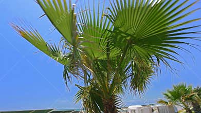Palm tree in south country.