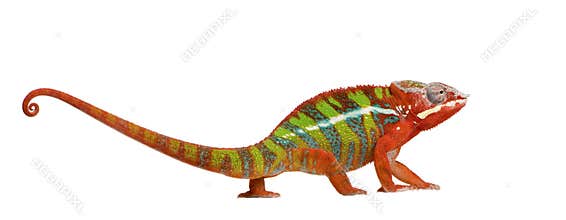 Chameleon Furcifer Pardalis - Ambilobe (18 months)