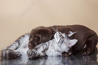 Labrador puppy and kitten breeds Maine Coon