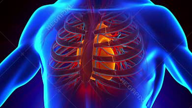 Anatomy of Human Heart - Medical X-Ray Scan