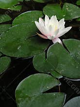 Lotus flower