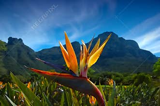Strelitzia reginae