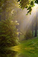 Streaming Sunshine in Woods