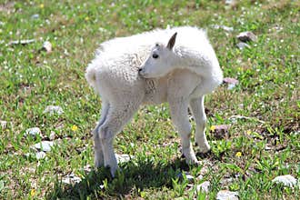 Mountain Goat Young