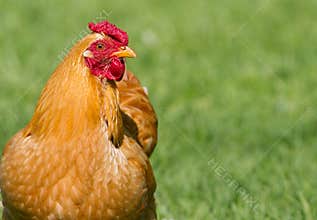 Healthy free range chicken on grass