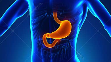 Anatomy of Human Stomach - Medical X-Ray Scan