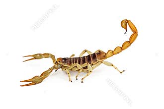 Giant Desert Hairy Scorpion Profile