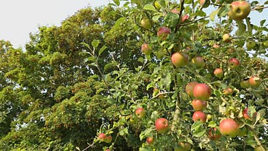 Ripening Full Apple Tree dolly shot