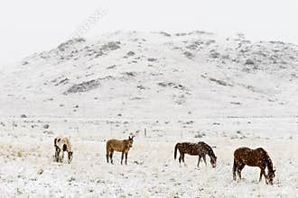 Horses grazing in winter snow colorado rocky mountains