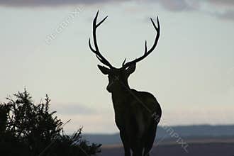 Red Deer