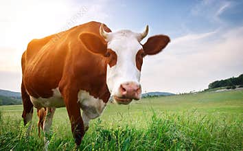 Cow in meadow