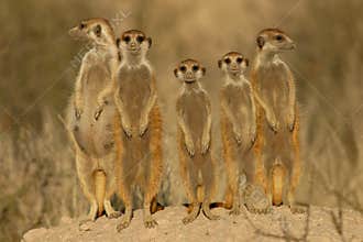 Meerkat (suricate) family, Kalahari, South Africa