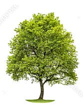 Green oak tree isolated on white background. Nature object