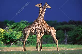 Giraffes
