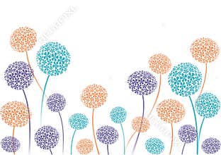 Allium border