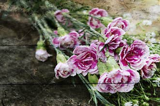 Exposure of pink flowers,wood texture background
