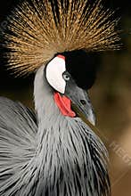 Crowned crane