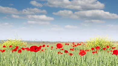 Poppy flowers meadow nature