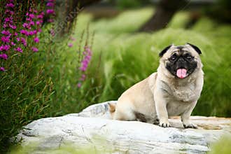 Funny pet dog
