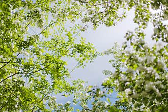 Blooming apple tree branch