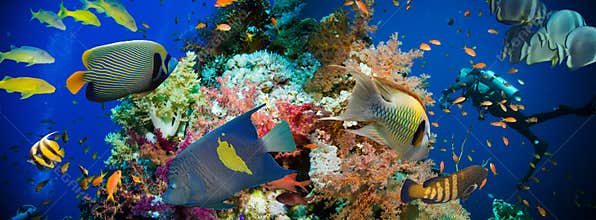 Tropical Anthias fish with net fire corals
