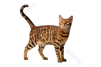 Bengal cat walking on white